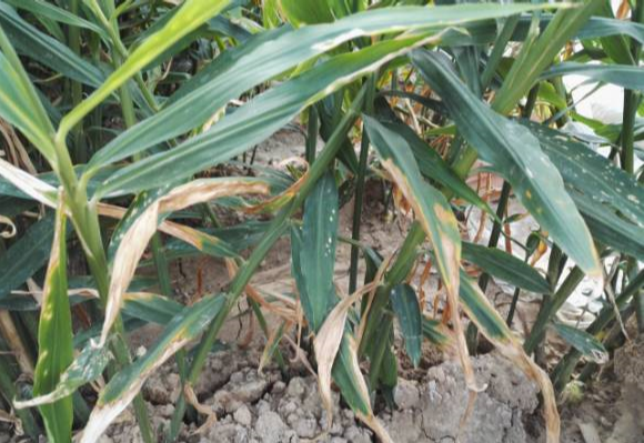 生姜黄枯叶的原因及防治方法