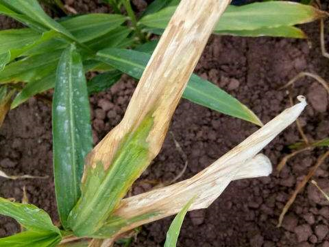 生姜黄枯叶的原因及防治方法