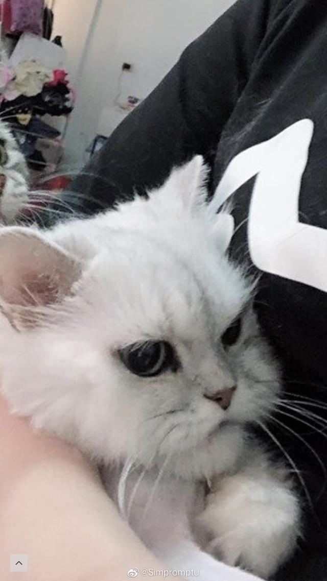 看见女主人在抱别的猫这只美短的表现让人笑到胃疼