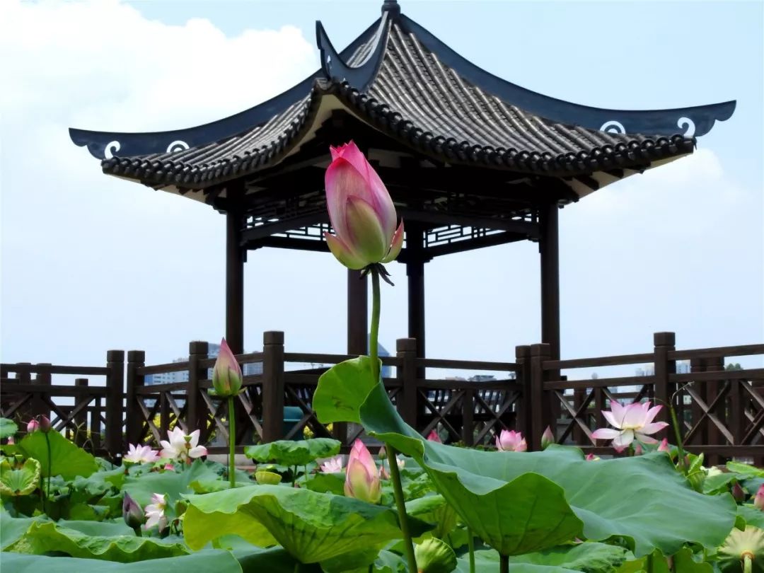 南湖公园2000株荷花开了!水清,鱼游,花美……地铁直达,赶紧出发!