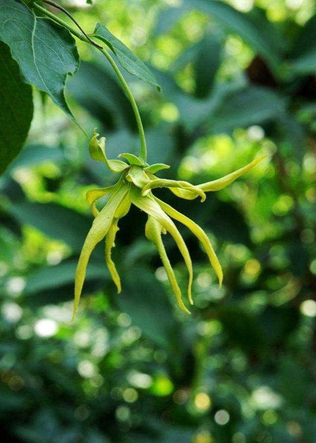 原创这树是天然香水树花香持久花香味足只适合长在温暖的地方