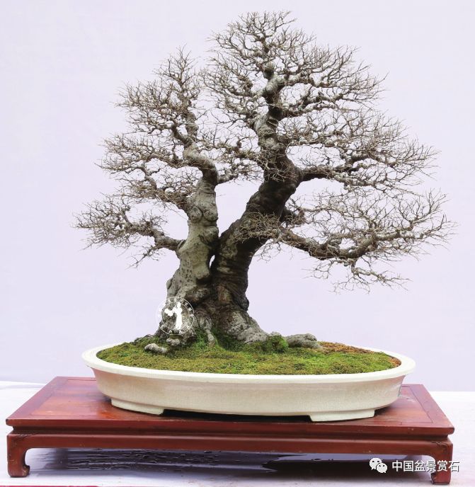 朴树盆景的制作与养护