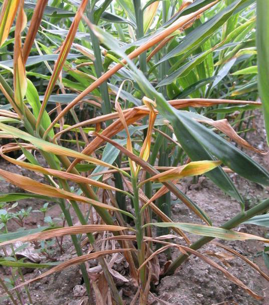 生姜黄枯叶的原因及防治方法