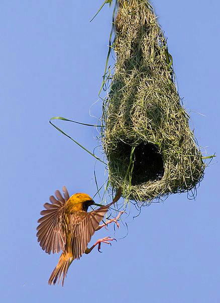 精选一组奇趣图片;日本上空的球形云,极罕见的双色向日葵