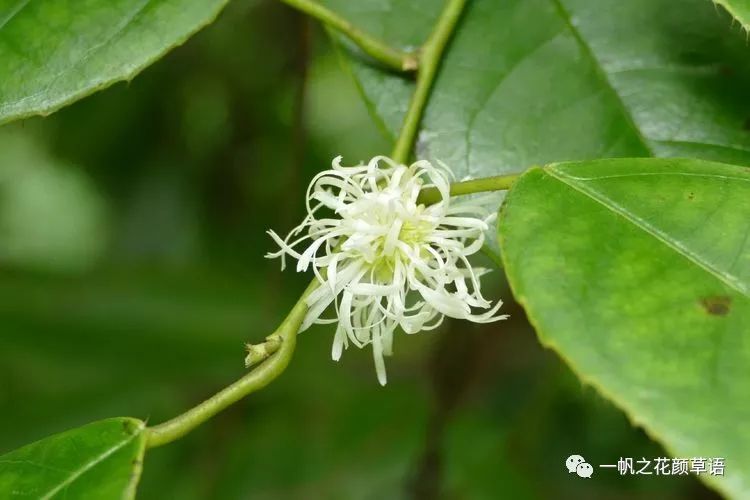 生如夏花情漫華植三