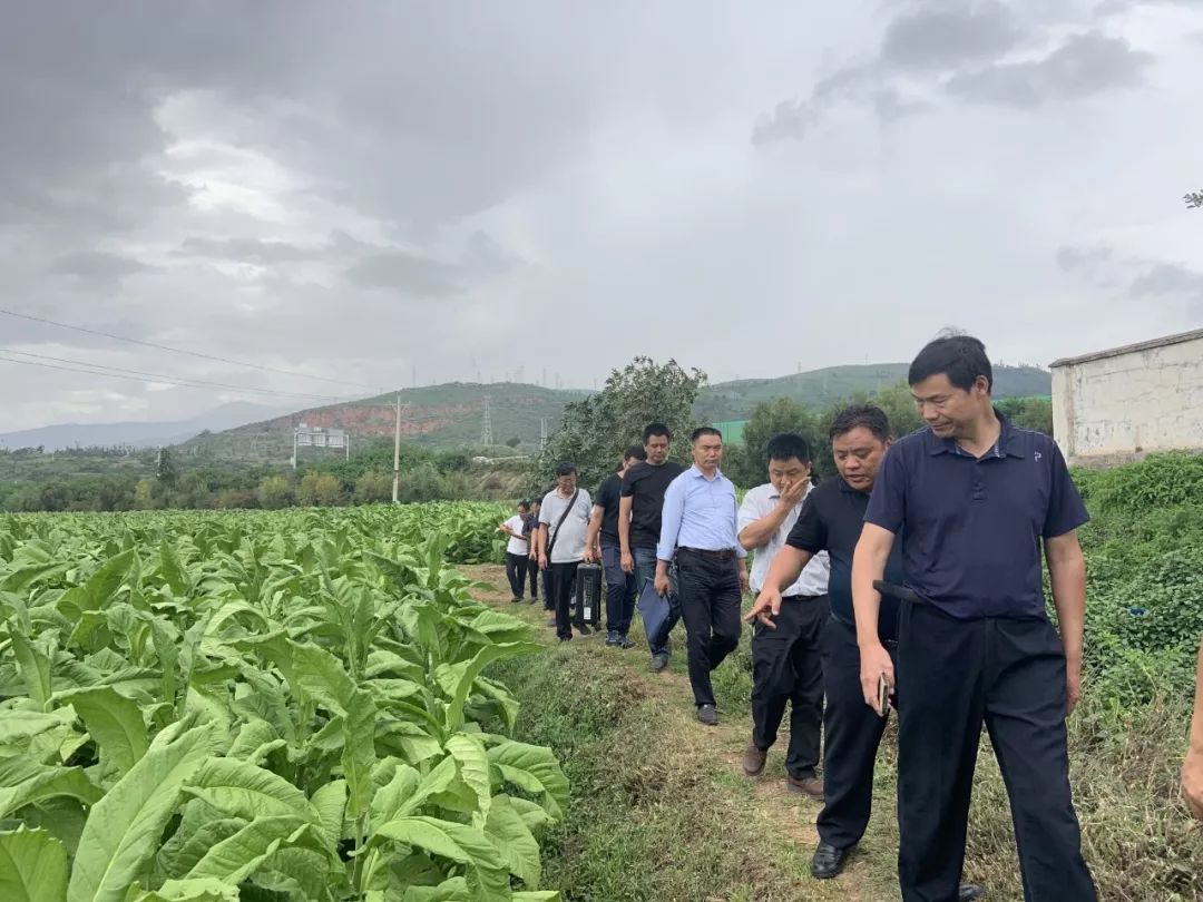 顺丰动态洱海流域烤烟生态种植工作专题研究会在洱源县邓川镇胜利召开