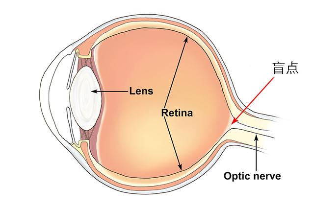视网膜盲点图片