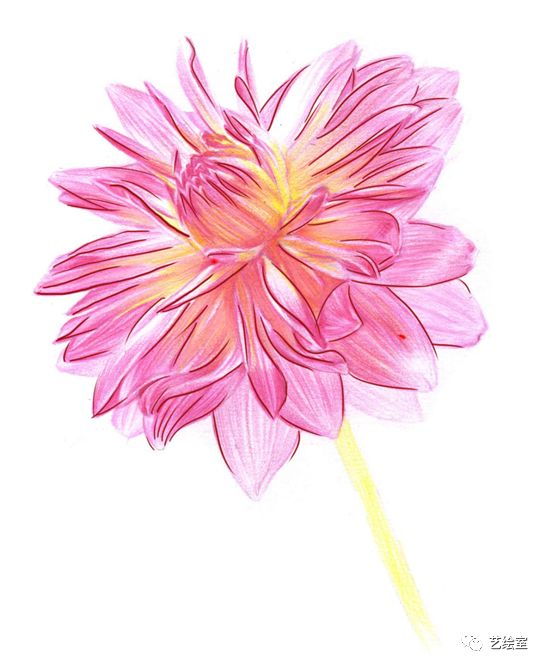 基础彩铅教程| 雍容华贵芳自赏·大丽花(有视频)