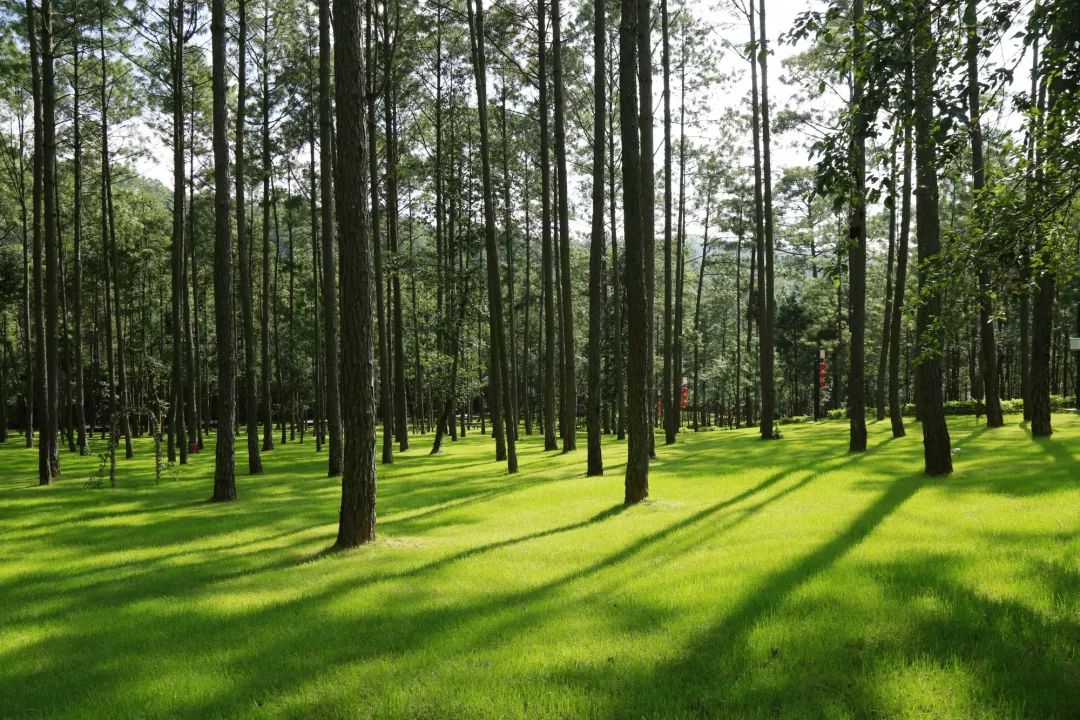 816干货石屏龙朋海菜腔烟盒舞暨野生菌文化旅游节超强打开方式