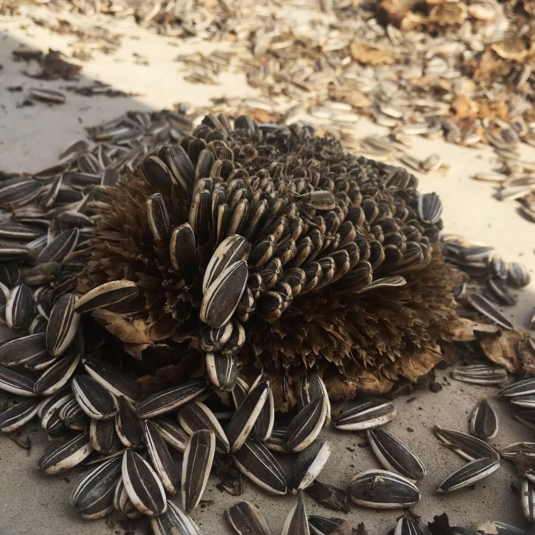 脱贫攻坚庐山市这两个地方产业推进有妙招