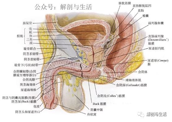 男生的膀胱长什么样图片