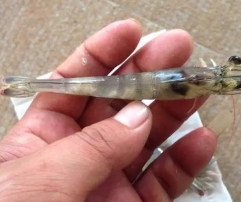 养殖南美白对虾全过程