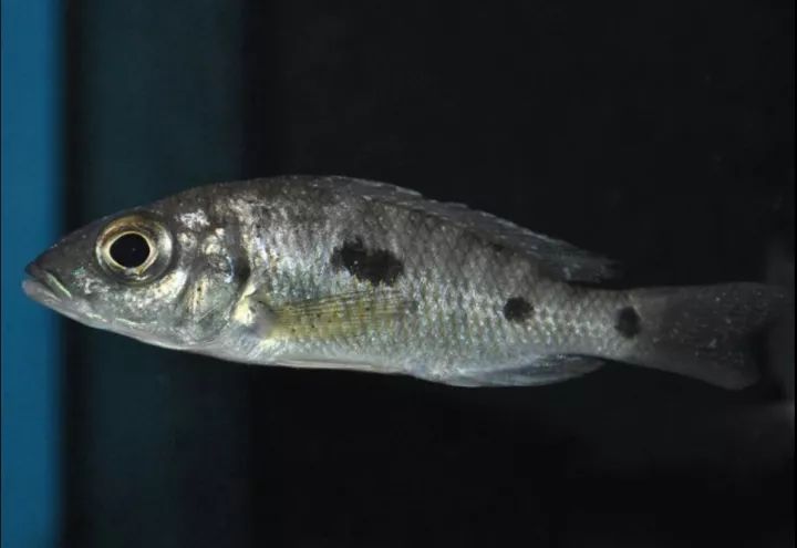 【地域介绍】马湖 nakantenga island 那坎登加岛_sp