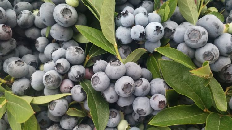 长白山下天鼎生态园的蓝莓熟了!