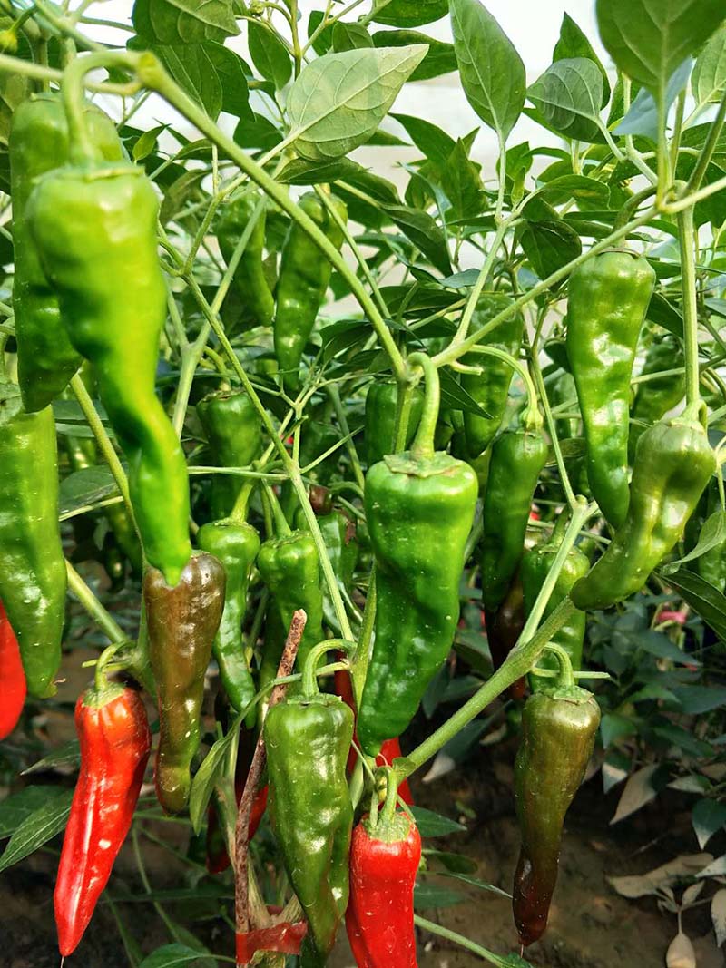 余干椒薄皮香椒辣椒种子_辣味