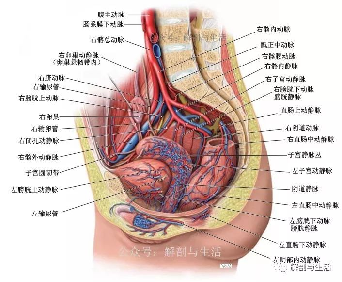 在女性则与直肠丛或子宫阴道丛吻合,向前则与膀胱前间隙内的阴部丛