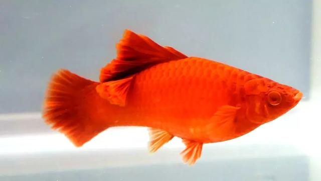 你家的鱼喊你视频通话啦!|"长城杯"世界红剑鱼锦标赛 来了