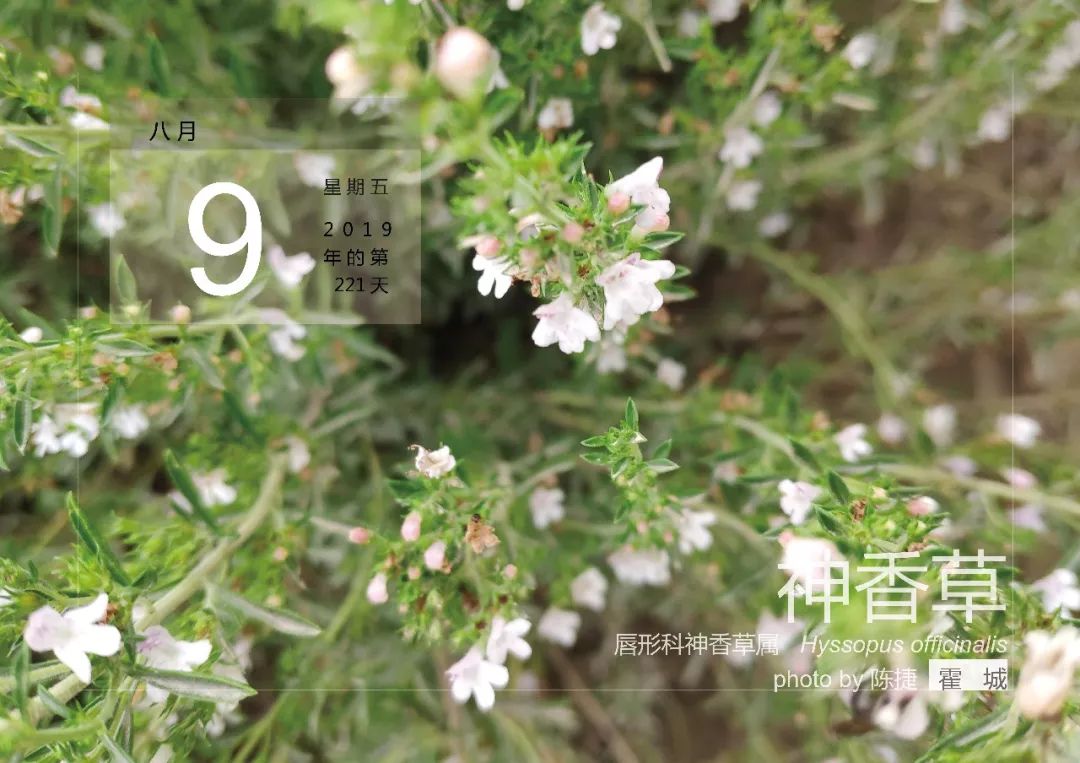 8月9神香草