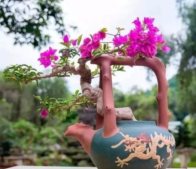 用旧茶壶养花,宜选用壶嘴的下端接近壶底的茶壶,壶嘴可起到普通花盆