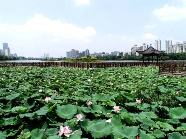 南湖公园新景观2200㎡荷花绽放,就问你来不来?