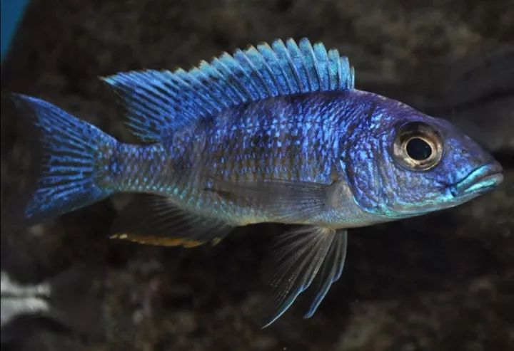 pallidus拔毛王子labidochromis vellicans黃金黑鳳凰/非洲鳳凰melano