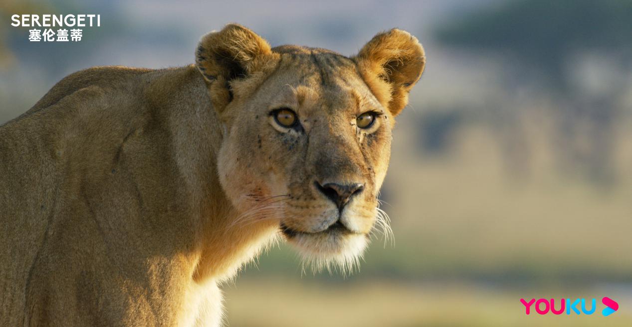 bbc纪录片《塞伦盖蒂》收官 狒狒坚守正义改变命运终成一代王者_动物