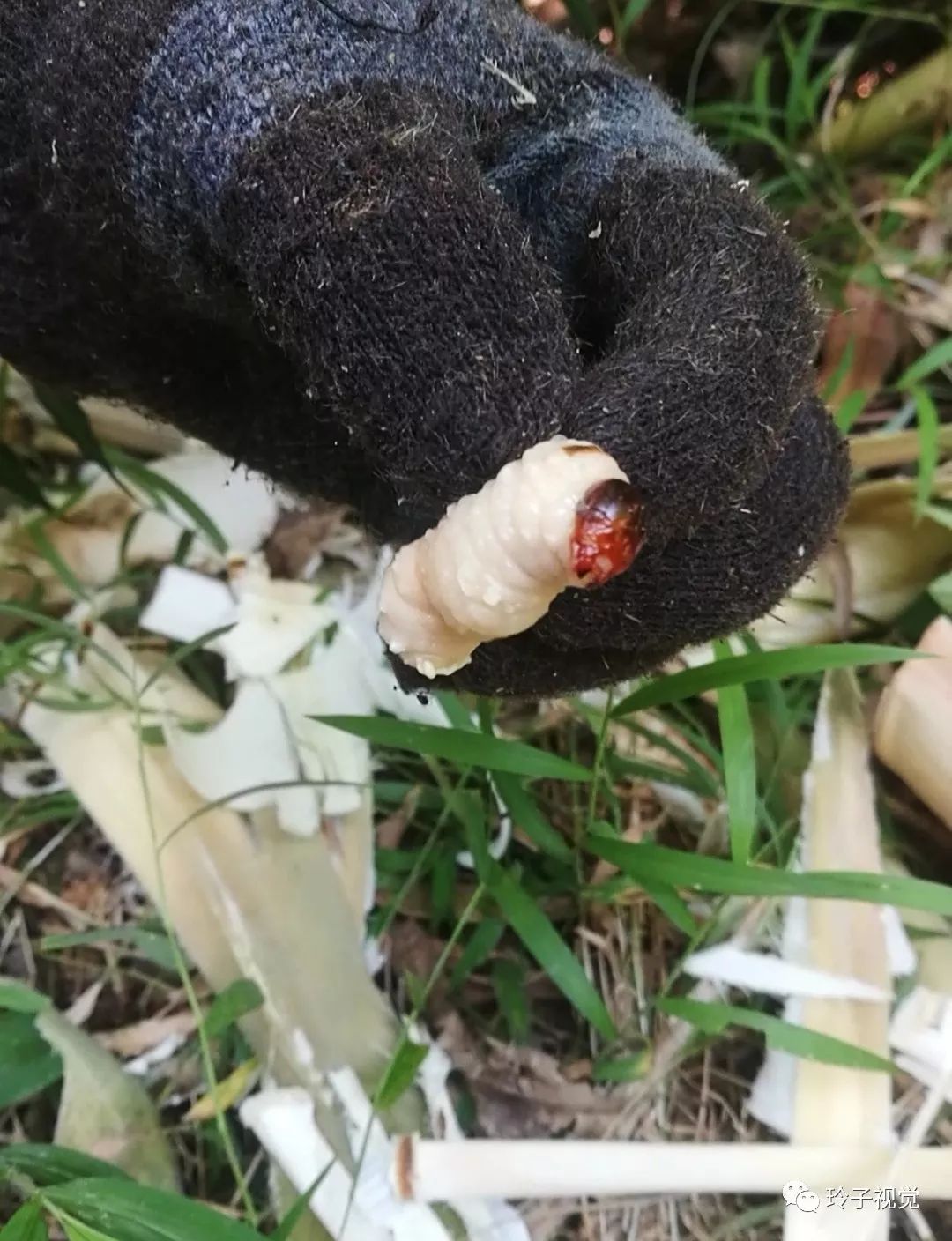 这种笋虫的幼虫据说可以食用,跟蜂蛹是一样的营养丰富,蛋白质非常高