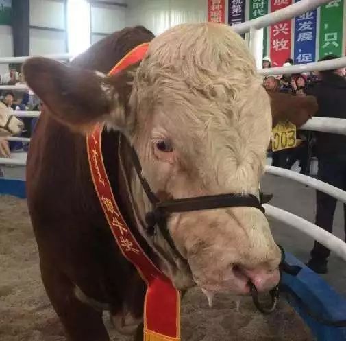 中国农业科学院北京畜牧兽医研究所及盟行署主办的第二届全国种公牛