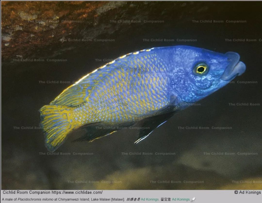 【地域介绍】马湖 nakantenga island 那坎登加岛_sp