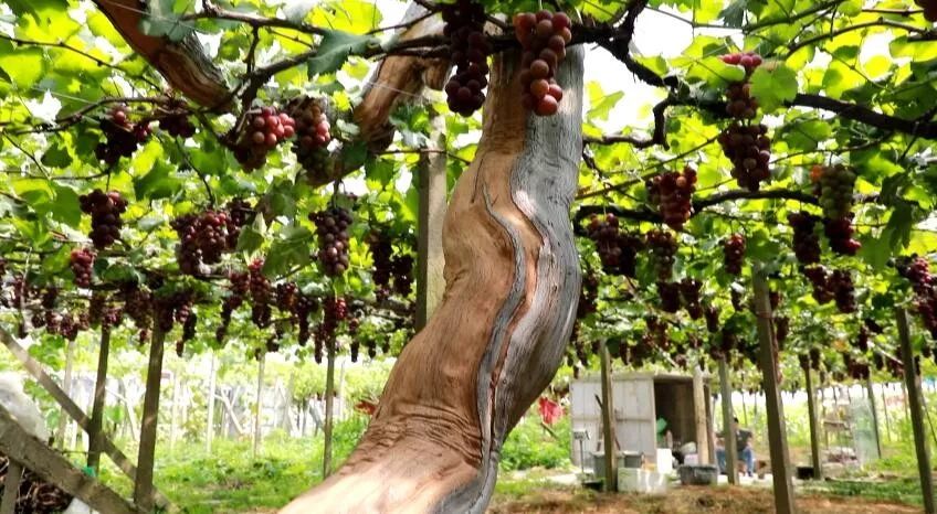 一棵葡萄树占地半亩年产量2000斤你猜上虞50年葡萄树王在哪