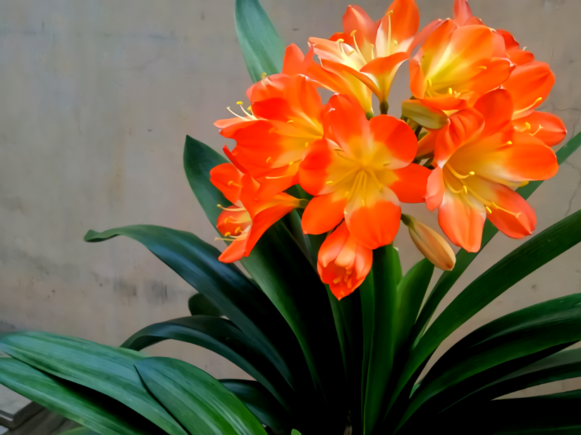 原创立秋后养君子兰记住8个字不怕秋老虎9月疯长