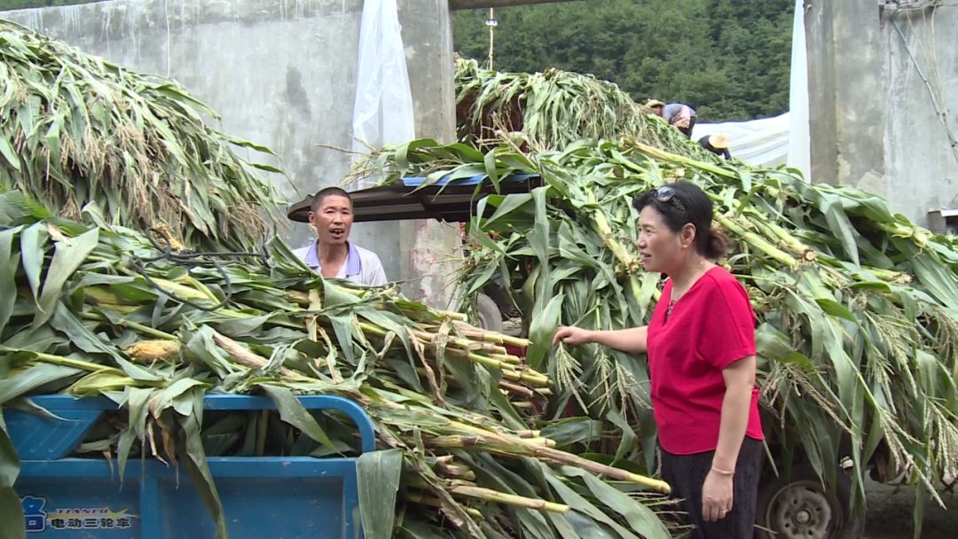 受灾玉米减产严重 奶牛来帮忙