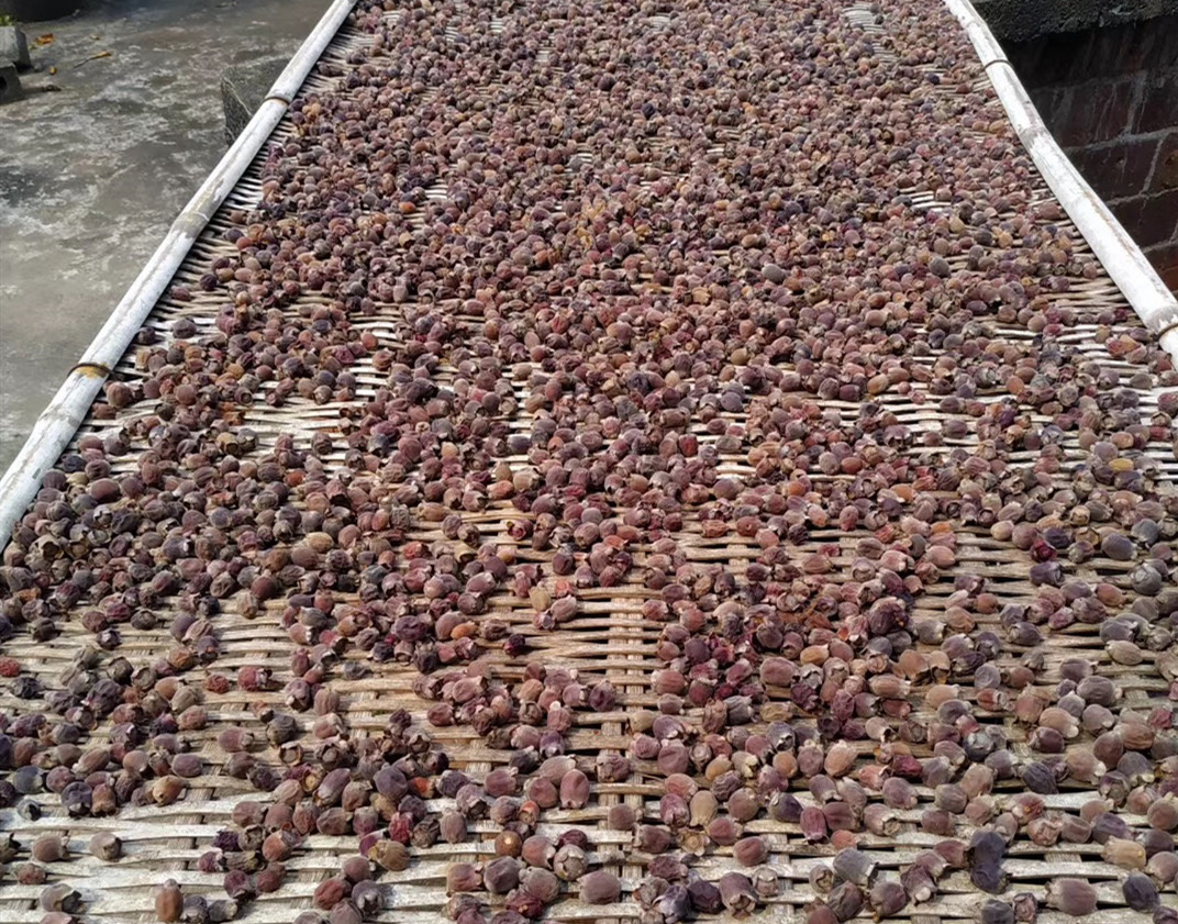 捻子熟了这样好用的捻子烘干机你不了解下吗