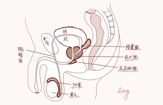 精液的颜色乳白色或灰白色,刚排出体外时像果冻或凝胶一样,过一段时间