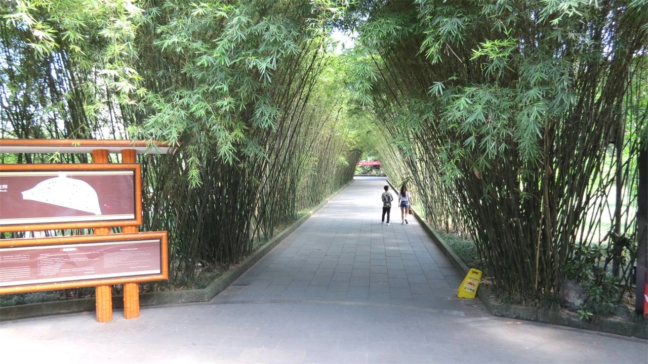 博爱竹林公园图片