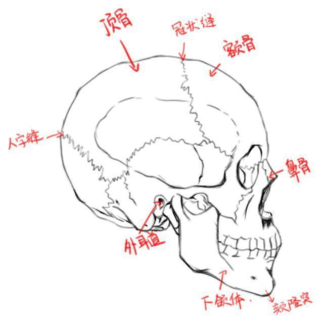 头部结构到底怎么画？动漫人物各角度头部的画法详解！_绘画