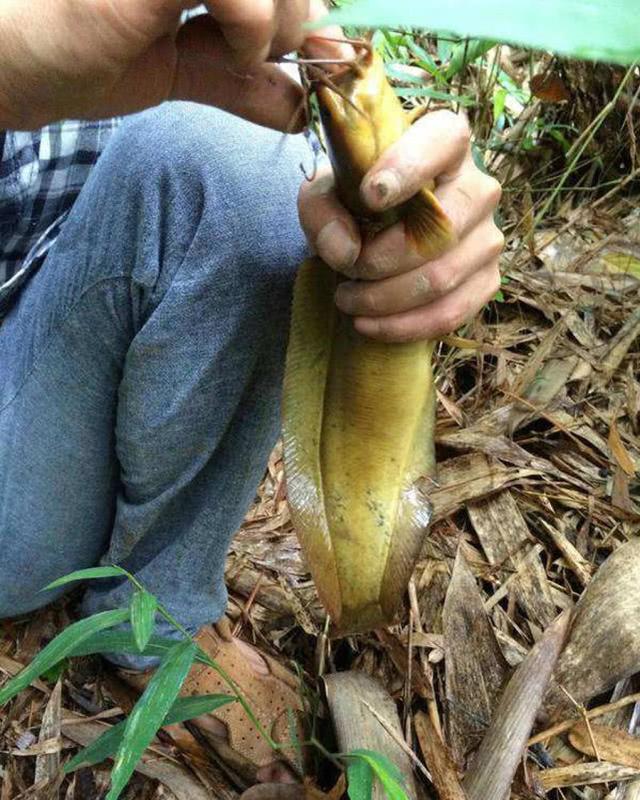 野河溝裡釣到這種長鬍子魚,口中有股清甜之味