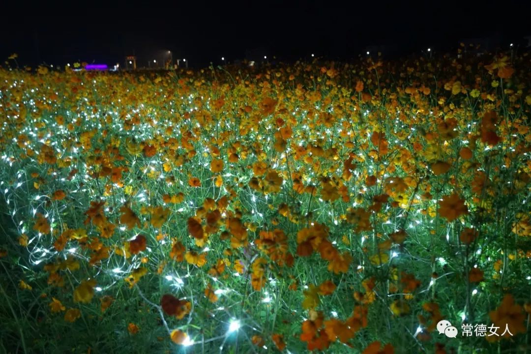 LED花海 唯美意境图片