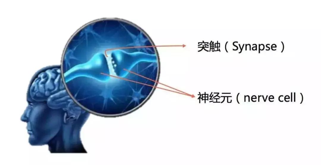 当感受器接收到外界刺激,信息传递到脑细胞,脑细胞之间就会形成突触