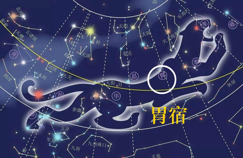 胃宿紧接着娄宿,是二十八星宿中白虎星象的天仓,位于白虎之腹,也就像
