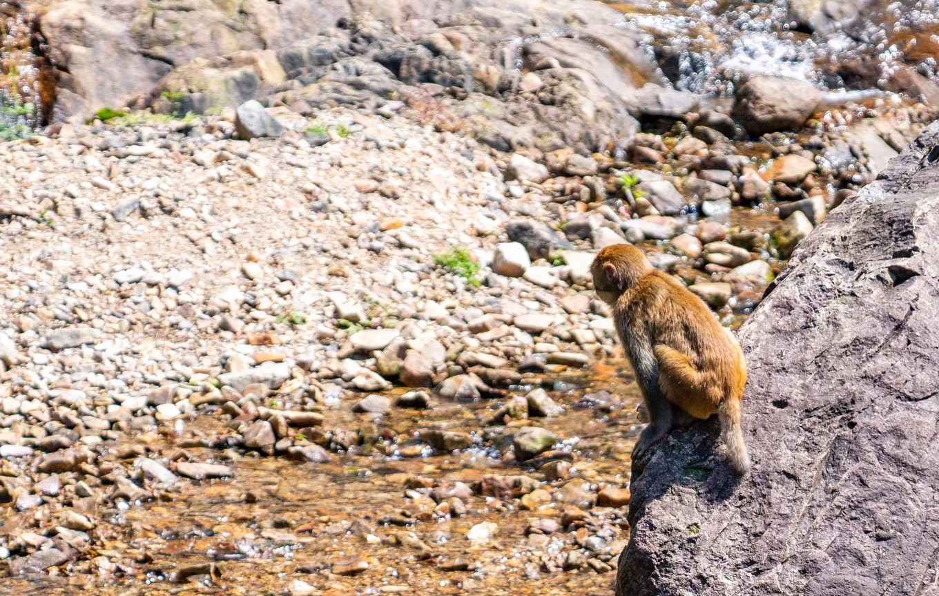 原始森林中的猴王谷干净温顺惹人爱比峨眉山的猴子乖多了