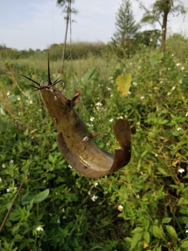 胡子鱼的学名应该叫"埃及革胡子鲶",生长非常快,喜
