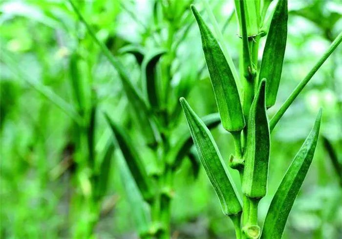 农村植物"黄秋葵",喜欢温暖的生长环境,男性多吃对身体有好处