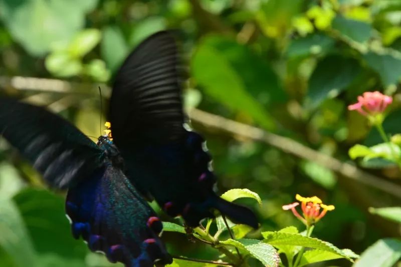 云南金平马鞍底蝴蝶谷堪称世界第一这里有你意想不到的美景