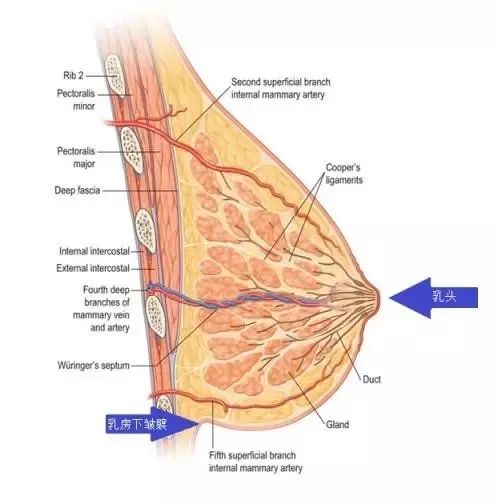 母乳喂养与胸部下垂究竟有啥关系?_乳房