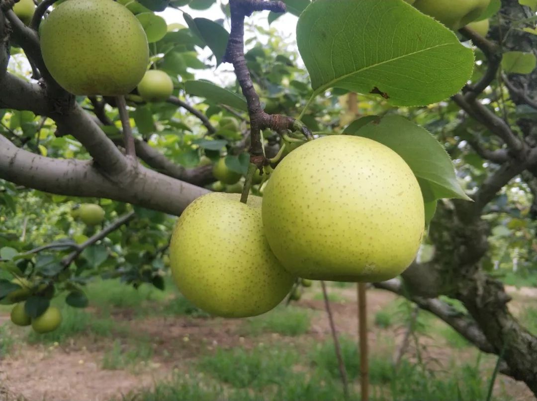 安徽砀山"皇冠梨",百年老梨园,2代人养护,这颗梨很甜!
