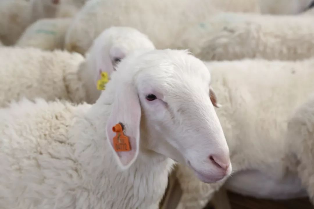 巴彦淖尔:天赋河套,塞上江南