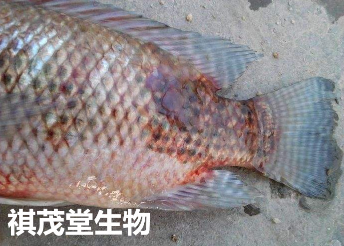 持续高温罗非鱼出血病改如何防治