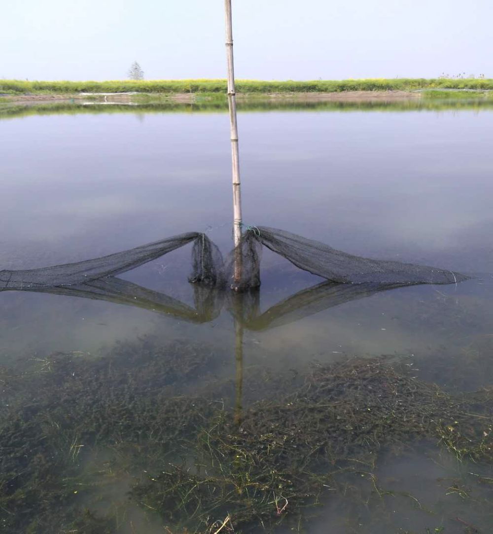 塘里有虾可就是捕不起来3步教你高效起捕小龙虾