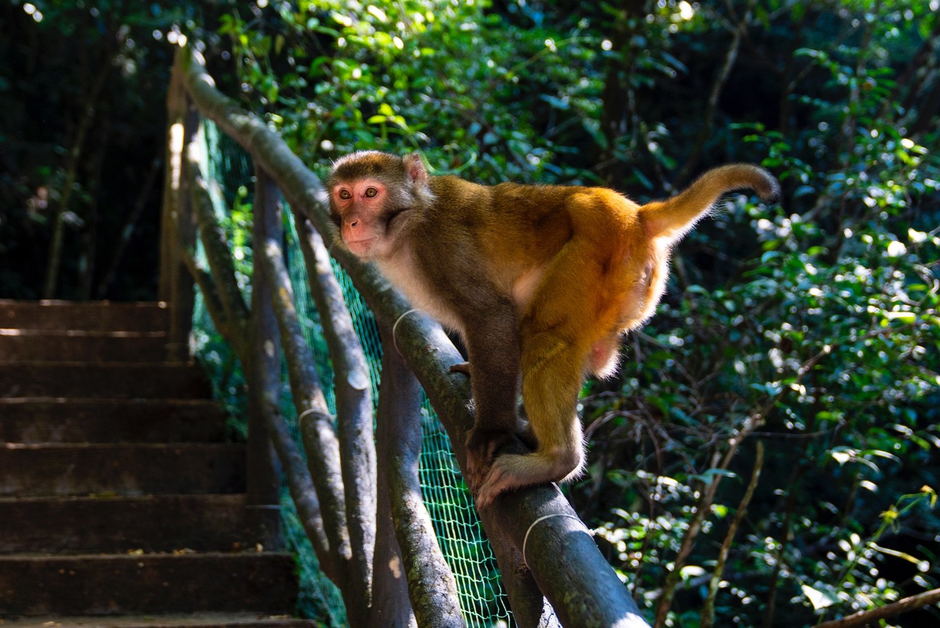 原始森林中的猴王谷干净温顺惹人爱比峨眉山的猴子乖多了